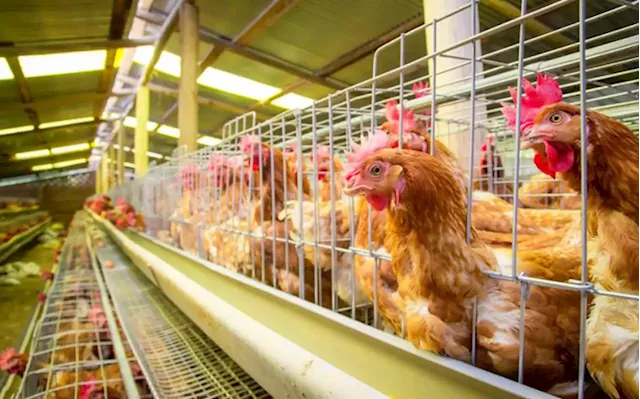 Agriculture Dept assures retail industry govt working to curb avian flu spread