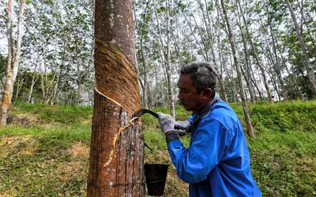 Govt must intervene to revive rubber industry, says expert