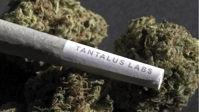 Cannabis company Atlantic Cultivation acquires insolvent Tantalus Labs brand - BNN Bloomberg