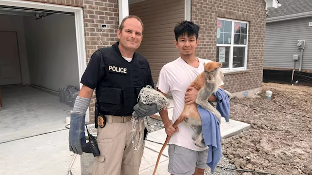 \u2018More than enough monkey business': Missing monkey captured in Indianapolis