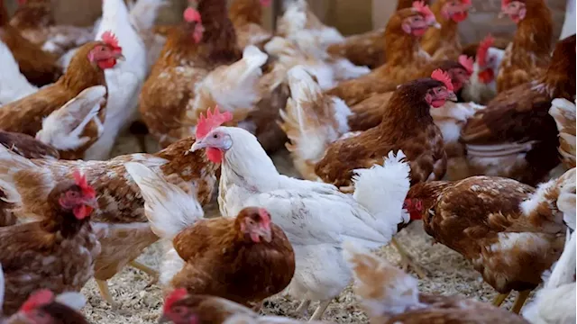 SA Poultry industry grapples with bird flu outbreak, mass culling - SABC News - Breaking news, special