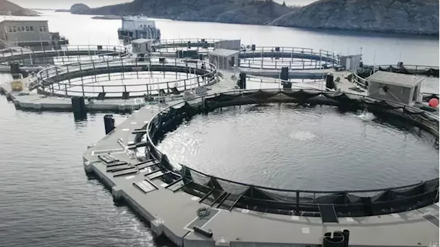 B.C. aquaculture industry urges 'balanced' approach to fish farms