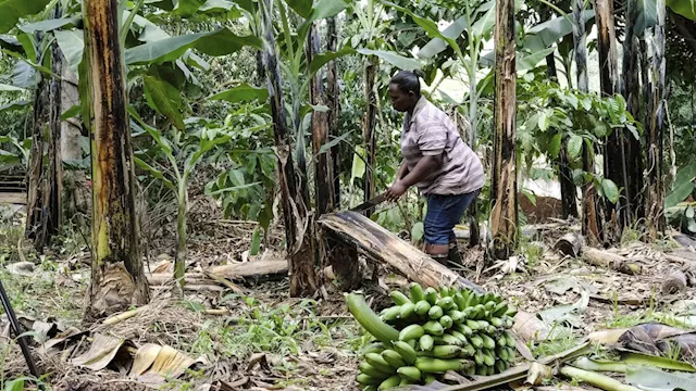 A Ugandan business turns banana fiber into sustainable handicrafts