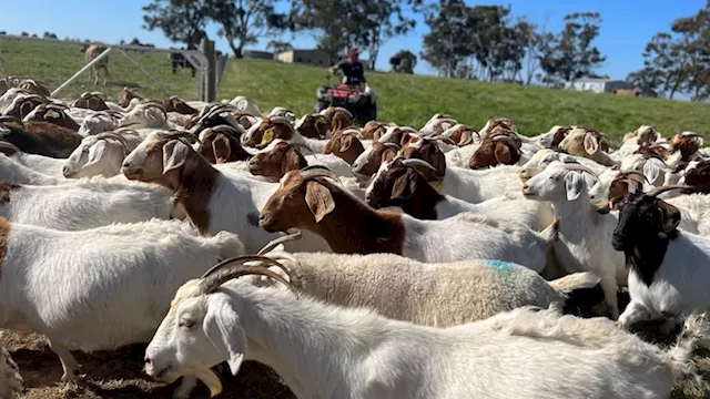 Paddock-to-plate meat industry in danger as Victorian processors ban, limit kills