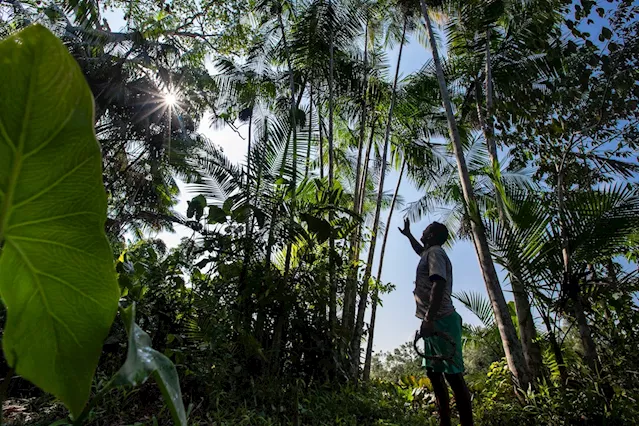 Child Labor in Brazil's Açaí Industry