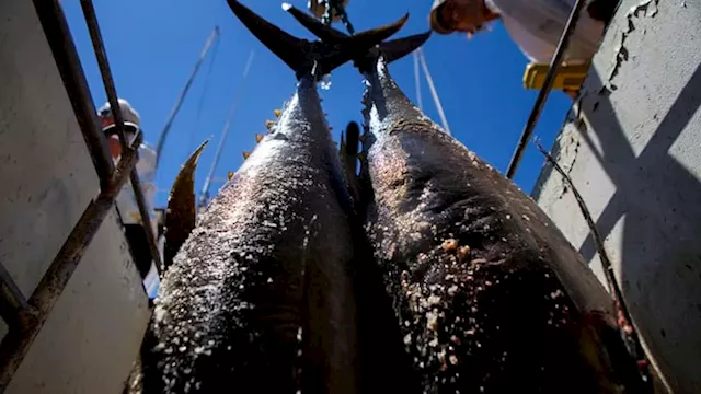 Canned tuna is a $40 billion industry. But it's facing some existential threats