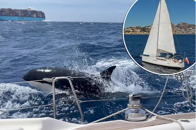 Orcas sink Polish yacht after 45-minute attack, tour company says