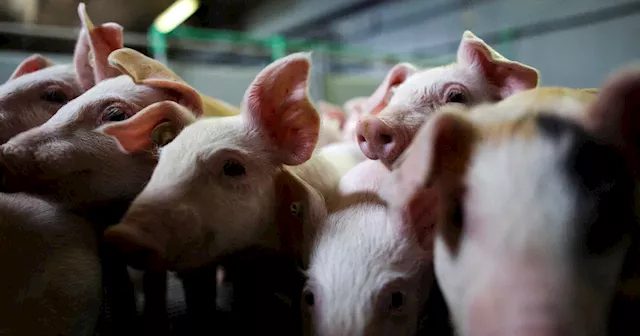 FDA moves to pull carbadox, drug used by pork industry, citing human cancer risk