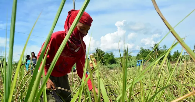 Imported sugar dominates local market, negatively affecting local producers