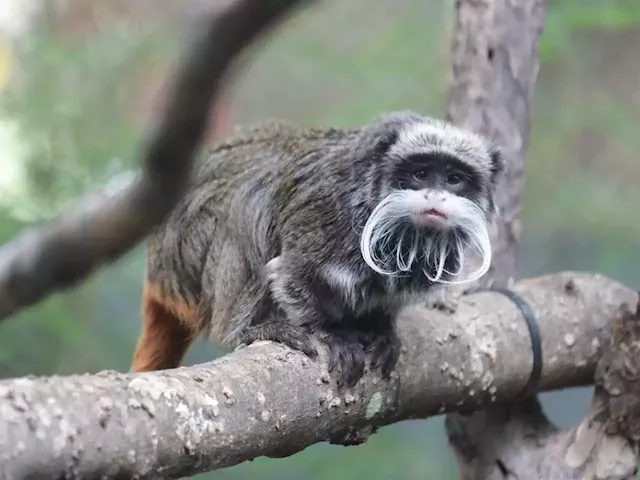 The Dallas Zoo's missing monkeys were found inside a closet in an abandoned house, police say | Business Insider