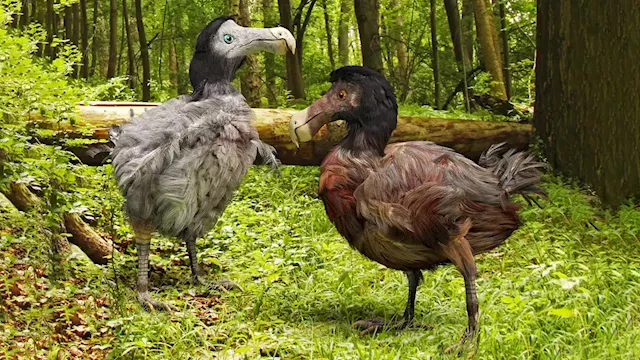 'De-extinction' company to bring back extinct dodo bird to life