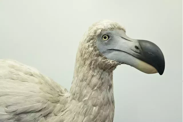 The company trying to bring back the extinct woolly mammoth also wants to revive the dodo bird—and it’s already raised more than $200 million