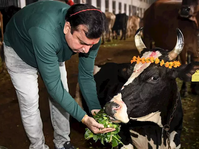 Indian government cancels 'Cow Hug Day' anti-Valentine's celebration after it was widely mocked | Business Insider