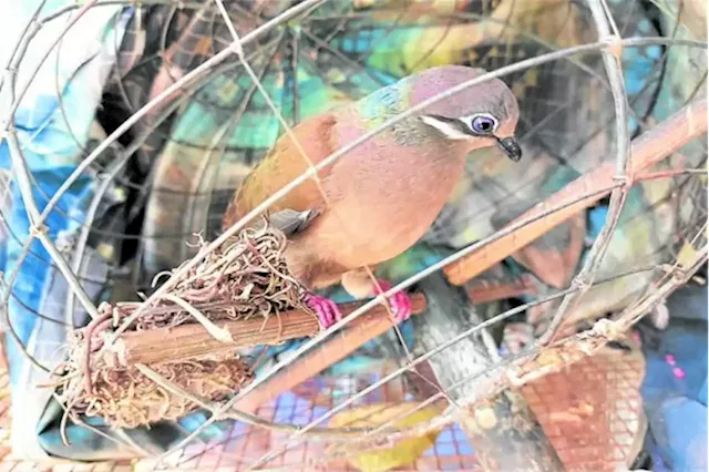 In South Cotabato, DENR rescues 21 birds from online market