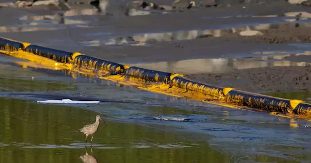 While Companies Settle On $45M Payout for OC Oil Spill, Our Coastline Is Still Recovering