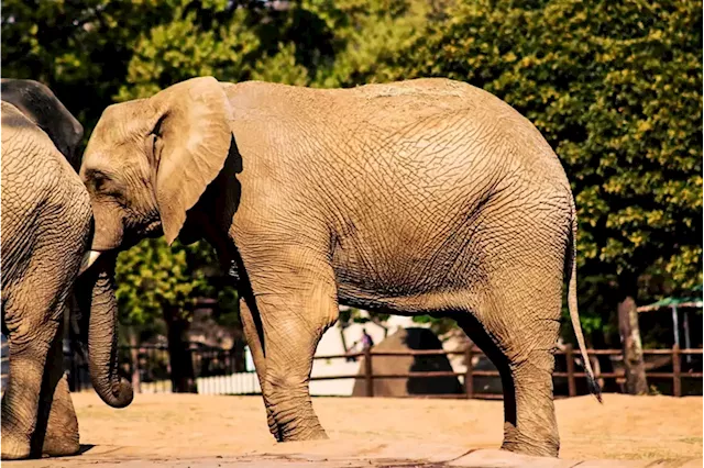 Rhino, elephant numbers rising in Uganda after years of poaching - agency | Business