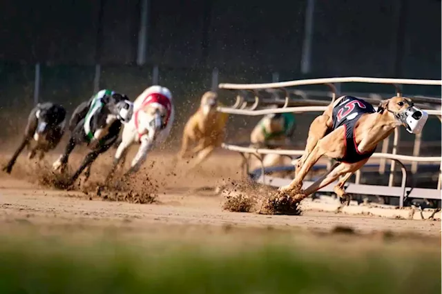 Greyhound betting in Colorado is still a multimillion-dollar business. That might be about to change.