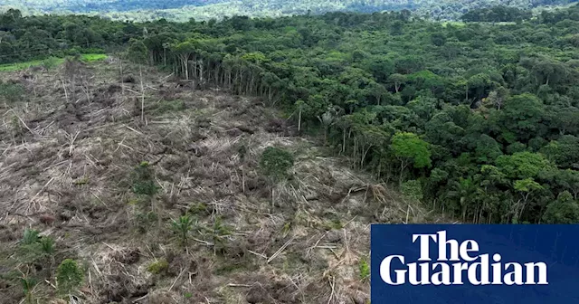 A third of companies linked to deforestation have no policy to end it