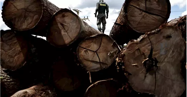 Many companies and finance firms yet to set deforestation policy - report