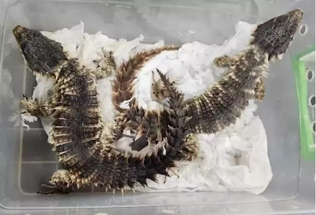 Cobra, lizards found in PostNet parcel in alleged smuggling bid | Business