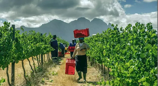 POWERLESS PRODUCERS: Embattled wine industry corked by persistent rolling blackouts