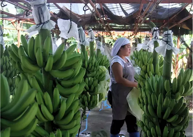 PH wants to regain market share of banana in Japan