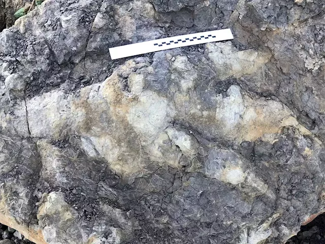 Beachgoer stumbles upon record-breaking 90cm-long dinosaur footprint left over 160 million years ago | Business Insider