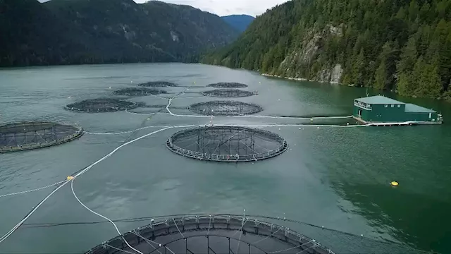 Industry says Vancouver Island will feel impacts of federal salmon farm decision