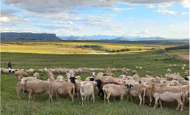 STOCK THEFT: Sheep rustlers driving Free State farmers out of business — and police seem indifferent