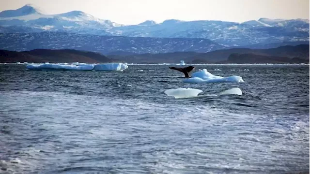 Countries gather to thrash out UN ocean protection treaty - SABC News - Breaking news, special reports, world, business, sport coverage of all South African current events. Africa's news leader.