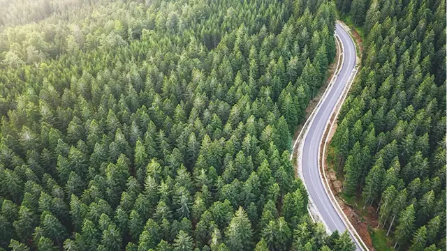 Farmers cold on forestry due to rise of ‘invisible investors’ buying up land, industry warns