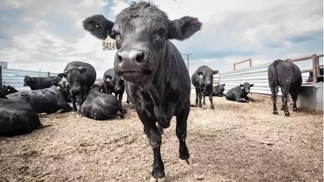 Extreme drought, weather forcing cattle producers to thin herds at near-record numbers: industry experts | CBC News