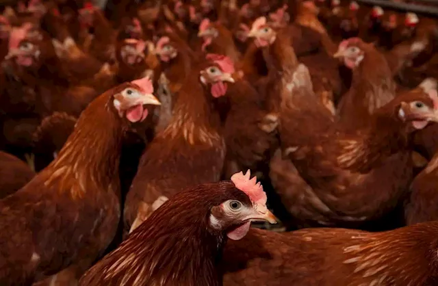 Opinion: With poultry stocks devastated, is there a whiff of the next pandemic in the air?