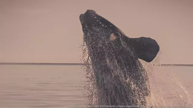 Outside Voices: Saving the right whale requires immediate action - Jacksonville Business Journal