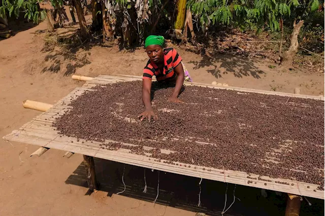 Female-owned farms and companies are growing Ghana's taste for coffee