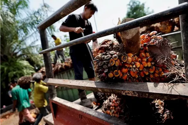 Indonesia warns farmers, plantation companies to prepare for drier weather and fires