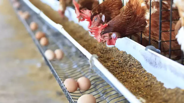 Increasing Finances Through Egg Hatchery Business (2)