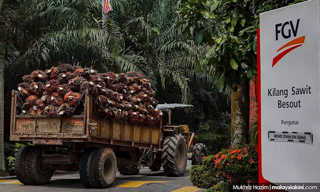 FGV's plantations business continues to improve with migrant workers' entry