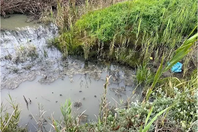 Milnerton Lagoon stench: City makes progress as tender appeals dismissed | Business