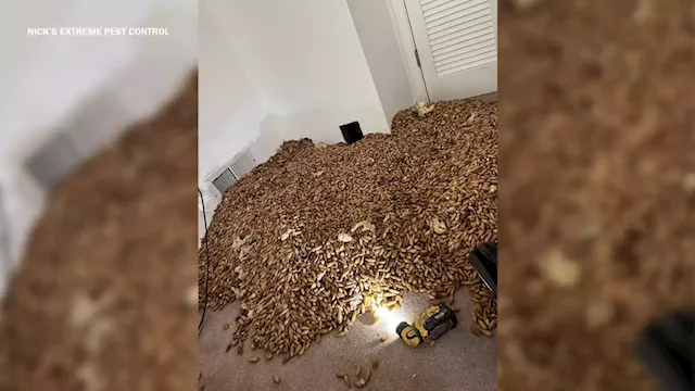 Pest control company says woodpecker stored over 700 lbs of acorns in walls of CA home