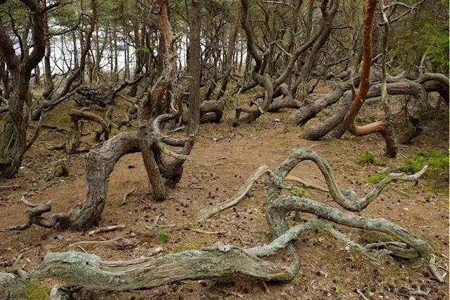 Ghana receives R80 million for forest conservation, more African countries to follow | Business