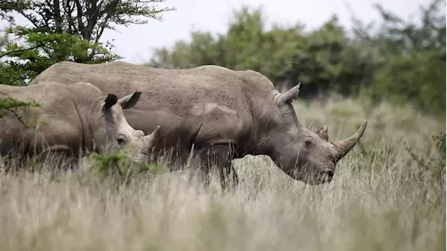 Mozambican national gets 18 years for rhino poaching - SABC News - Breaking news, special reports, world, business, sport coverage of all South African current events. Africa's news leader.