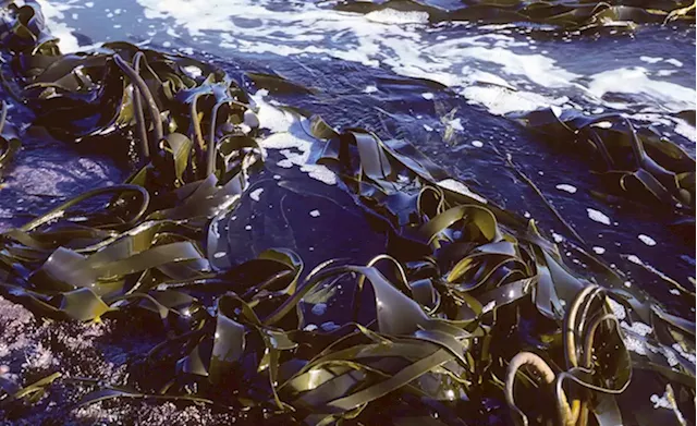 Tanzania: Zanzibar Secures Market for Neglect Seaweed