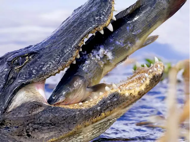 Scientists are modifying catfish with alligator DNA to create hybrids for humans to eat | Business Insider