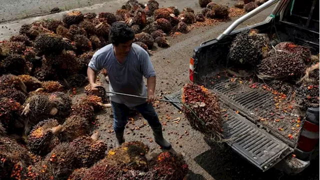 Malaysia end-Jan palm oil stocks seen at 5-month low as output drops: Reuters survey