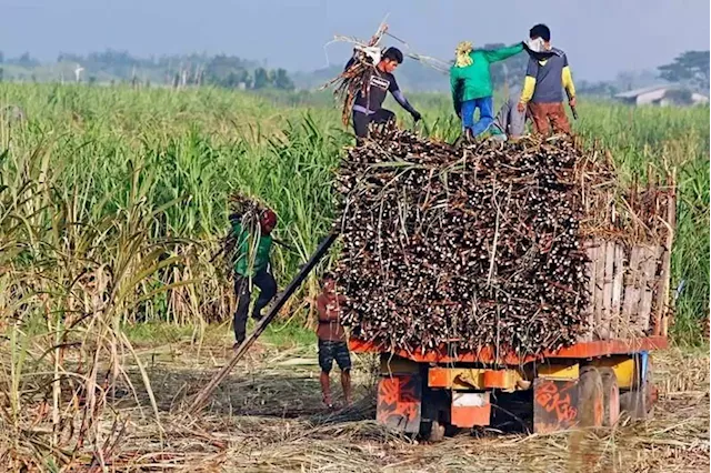 Palace: Datagro to help boost Philippine sugar industry - BusinessWorld Online