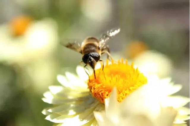 A Biotech Company Is Working To Save The Bees