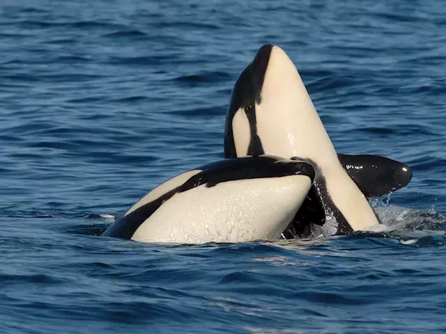 Killer whales moms spend more time with sons than daughters. It may be threatening their survival. | Business Insider