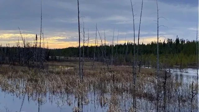 Caution urged as mining companies eye critical minerals below Quebec boreal forest - BNN Bloomberg