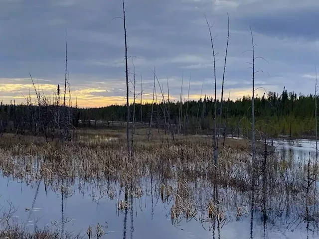 Caution urged as mining companies eye critical minerals below Quebec boreal forest